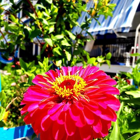 Отель Zante Dahlia Лаганас Экстерьер фото