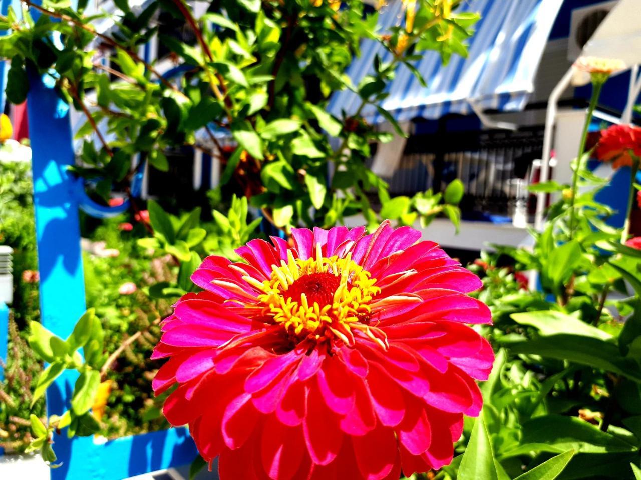 Отель Zante Dahlia Лаганас Экстерьер фото